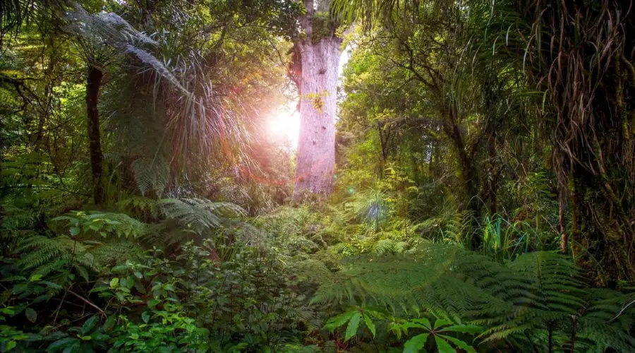 History of Forestry in New Zealand